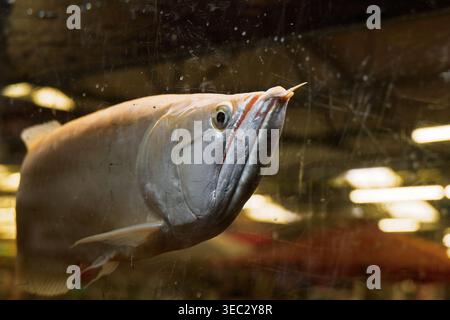 Un pesce Argento Arowana in un acquario. Foto Stock