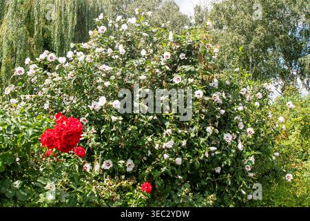 Fiore bianco di Hibiscus syriacus cuore rosso cespuglio nel giardino estivo. Foto Stock