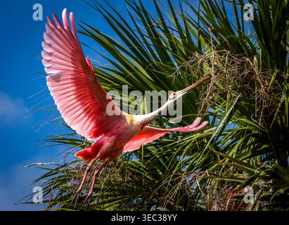 Roseate Spoonbills in volo revisionato al St. Augustine Alligator Farm Zoological Park su Anastasia Blvd a St Augustine, Florida, USA Foto Stock