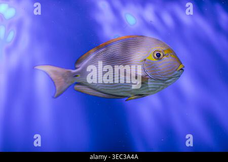 Pesci grigi con macchie nere e pinne arancioni che nuotano in un ambiente sabbioso sottomarino sfocato, scintillanti scale che suggeriscono una tinta blu Foto Stock