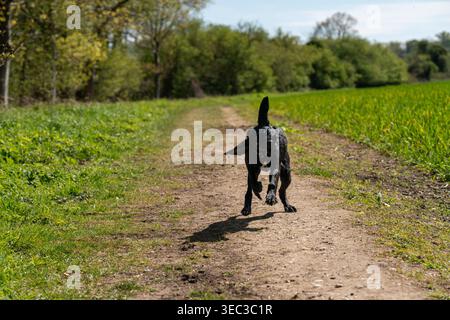 Giocoso cucciolo nero Labrador che corre attraverso un campo di campagna e spruzza acqua in una giornata di sole nell'Inghilterra rurale, catturando energia Foto Stock