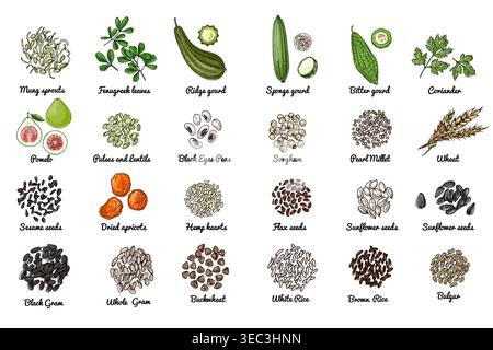 Icone di cibo vettoriale. Schizzo colorato di prodotti alimentari. Spezie, noci, fagioli alle erbe Illustrazione Vettoriale