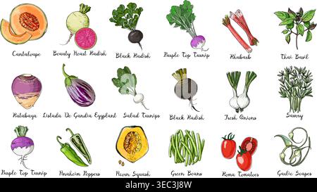 Cibo fresco. Set di verdure colorate. Zucca di mais, cantaloupe, melanzane, rape di insalata, rapa viola, cavolo, ravanello nero, fagioli verdi, tailandese Illustrazione Vettoriale