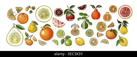 Vettoriale alimentare Citrus Drawing of fruit. Kaffir lime, pomelo, pompelmo, arancia Illustrazione Vettoriale