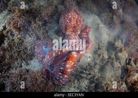 Un polpo della notte stellata, Pinnoctopus luteus, caccia alla preda su una barriera corallina poco profonda di notte a El Nido, Filippine. Questo polpo è notturno. Foto Stock