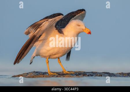 Vista ravvicinata di un gabbiano selvaggio del Pacifico (Larus pacificus) che si estende sulle ali su una sporgenza rocciosa nel mare all'alba, in Australia Foto Stock
