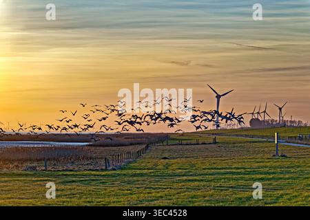 Stormo di oche di barnacle che sorvolano un campo invernale lungo il fiume EMS al tramonto, Frisia orientale, bassa Sassonia, Germania Foto Stock