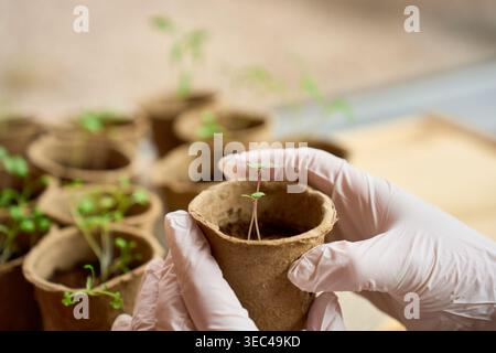 Giovani piantine verdi che crescono in vasi di torba sostenibili Foto Stock