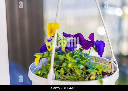 Vista ravvicinata dei colorati fiori di pansia che fioriscono in un vaso sospeso creando una delicata e vibrante composizione. Svezia. Foto Stock