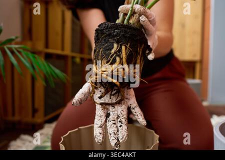 Primo piano delle mani con guanti sporchi che tengono una zamioculca legata alla radice Foto Stock
