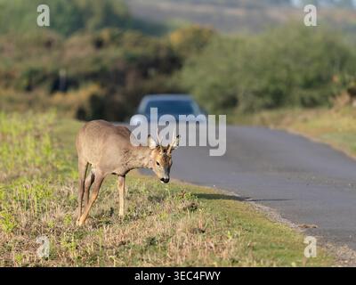 Roe Deer, Capreolus capreolus, Single Mammal male male male male male by Road with car, Dorset, aprile 2026 Foto Stock
