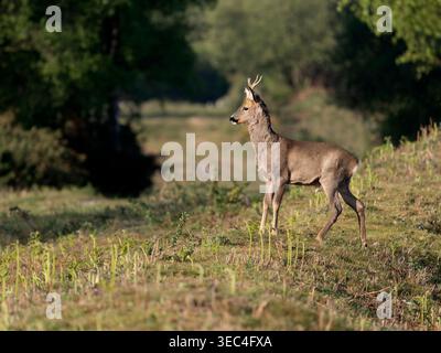 Roe Deer, Capreolus capreolus, Single Mammal male male male male male on Ground, Dorset, aprile 2026 Foto Stock