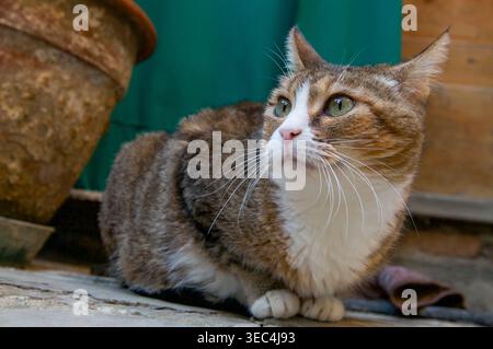 Primo piano di un bellissimo gatto da tabby con petto bianco e zampe seduti in un giardino, guardando in alto con curiosità. Gatto domestico in giardino Foto Stock