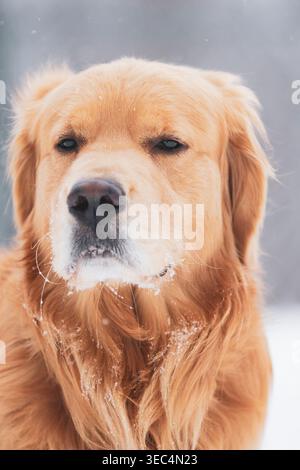 Felice Golden Retriever che gioca sulla neve. Un animale domestico sorridente in un ambiente invernale. Foto Stock