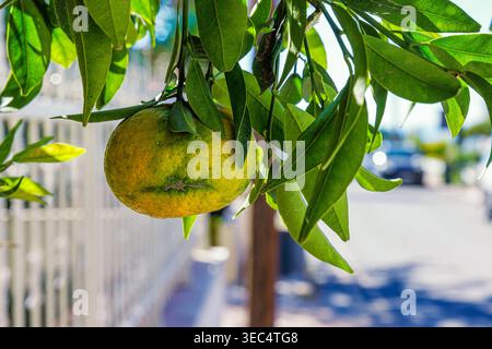 Primo piano di un mandarino maturo o di una clementina appesa ad un albero di agrumi, con uno sfondo luminoso leggermente sfocato. Foto Stock