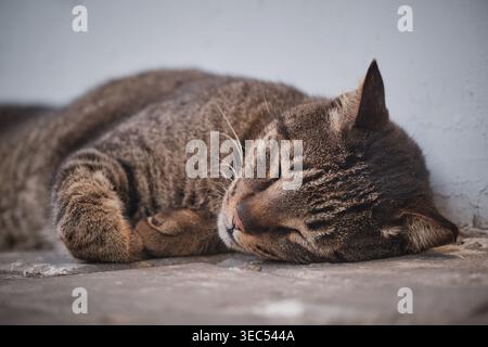 gatto da tavolo dormiente disteso a terra tranquillo riposo all'aperto per animali Foto Stock