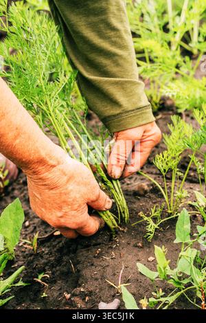 Le mani delle donne infestano con cura le giovani piantine di carote, promuovendo la crescita di un raccolto biologico. Coltivare prodotti biologici in giardino, vivere cosciente Foto Stock