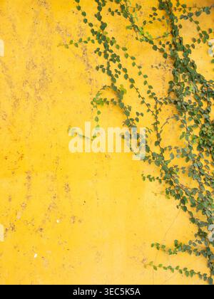 Piccole foglie verdi di fico strisciante che si arrampicano su una parete di cemento giallo vivo e testurizzato. Sfondo urbano minimalista con spazio di copia per des Foto Stock