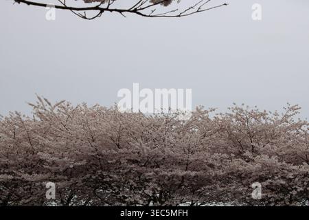 Alberi di ciliegio in piena fioritura che formano una fitta tettoia rosa sotto un cielo primaverile delicatamente coperto. Foto Stock