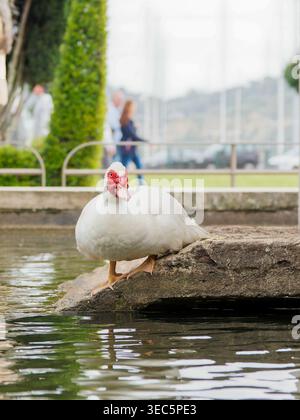 Anatra moscovita (Cairina moschata F. domestica) in piedi su una roccia ai margini di uno stagno a Lisbona, Portogallo, guardando verso la macchina fotografica. Foto Stock