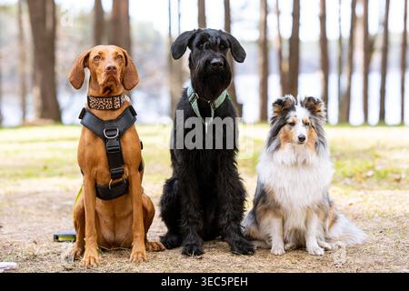 Tre cani di diverse razze seduti insieme in una foresta, vizsla, schnauzer gigante e riparo in posa all'aperto per ritratti di animali domestici Foto Stock