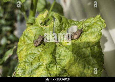 Insetti in pelle (Coreus marginatus), accoppiamento, Weilerswist, Renania settentrionale-Vestfalia, Germania Foto Stock