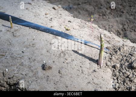 Lance di asparagi che emergono dal suolo sabbioso in un campo agricolo con un tubo di irrigazione a Borken, NRW, Germania Foto Stock