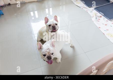Due cani da bulldog francesi bianchi felici in piedi al chiuso su un pavimento di piastrelle leggere che guardano giocosamente con un'espressione allegra in attesa di attenzione Foto Stock