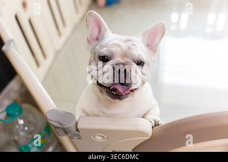 Ritratto del cucciolo di bulldog francese che guarda in alto con una felice espressione emotiva in piedi dietro la recinzione del bambino in casa in attesa che il proprietario giochi insieme Foto Stock