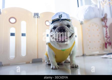 Carino e felice bulldog francese, animale domestico seduto al chiuso con cappello bianco e camicia gialla con un'espressione gioiosa e sorridente che sembra molto adorabile Foto Stock