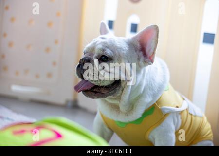 Cucciolo di bulldog francese bianco con camicia gialla che appare felicemente fuori dalla cornice all'interno di una luminosa sala con luce naturale soffusa e gioiosa Foto Stock