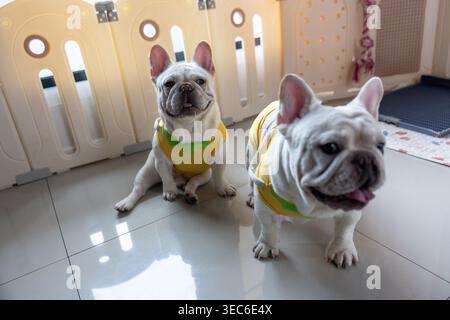 Due cani da bulldog francesi felici che indossano una graziosa camicia gialla seduti e in piedi su pavimento piastrellato, sembrano giocosi e allegri, esprimendo gioia all'interno di luminosi Foto Stock