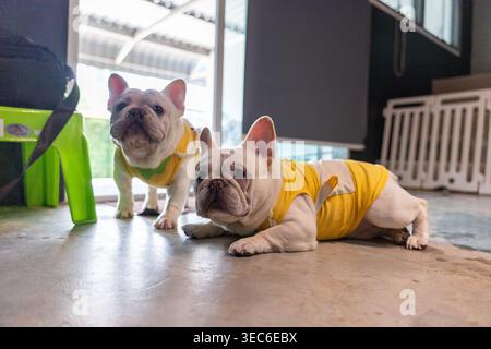 Due simpatici cani da bulldog francesi che indossano indumenti gialli in casa seduti su un pavimento di cemento, sembrano curiosi e attenti alla macchina fotografica con dolce Foto Stock