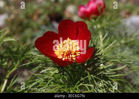 Fiore singolo rosso cremisi di peonia di Fernleaf (Paeonia tenuifolia) con stami giallo dorato e fogliame verde piuma Foto Stock