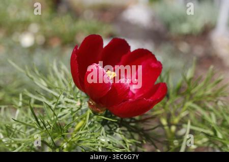 Fiore singolo rosso cremisi di peonia di Fernleaf (Paeonia tenuifolia) con stami giallo dorato e fogliame verde piuma Foto Stock