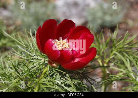 Fiore singolo rosso cremisi di peonia di Fernleaf (Paeonia tenuifolia) con stami giallo dorato e fogliame verde piuma Foto Stock