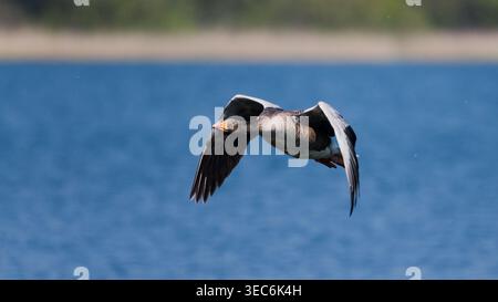 L'oca Greylag vola in basso sull'acqua blu con ali estese nell'habitat naturale delle zone umide. Foto Stock