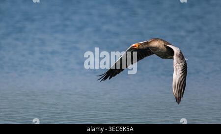 L'oca Greylag vola in basso sulle calme acque blu con ali estese nell'habitat naturale delle zone umide. Foto Stock