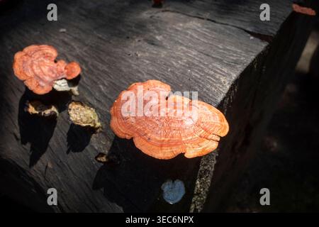 Vivace fungo rosso-arancio, scarlatto braccetto, fungo Pycnoporus sanguineus che forma scaffale trovato su legno morto nella vegetazione del suolo della foresta. Foto Stock