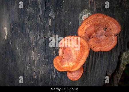 Vivace fungo rosso-arancio, scarlatto braccetto, fungo Pycnoporus sanguineus che forma scaffale trovato su legno morto nella vegetazione del suolo della foresta. Foto Stock