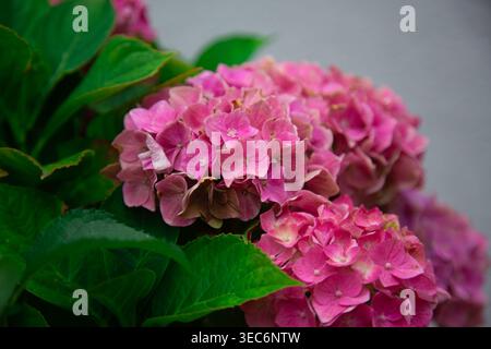 Questa immagine mostra una vista ravvicinata dettagliata dei fiori di ortensia rosa in fiore, noti come Hydrangea macrophylla che formano densamente ammassi arrotondati. Ogni piccolo pe Foto Stock