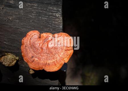 Vivace fungo rosso-arancio, scarlatto braccetto, fungo Pycnoporus sanguineus che forma scaffale trovato su legno morto nella vegetazione del suolo della foresta. Foto Stock