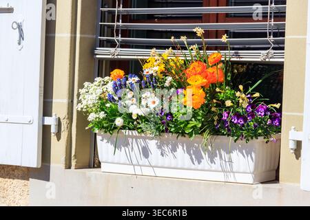 Bellissimi fiori in una pentola sul davanzale fuori casa Foto Stock