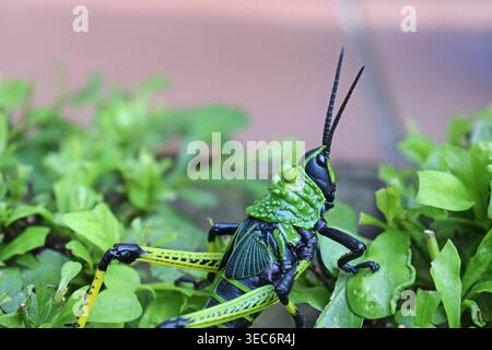 Elegant Grasshopper (Zonocerus elegans), noto anche come Gaudy Grasshopper Foto Stock
