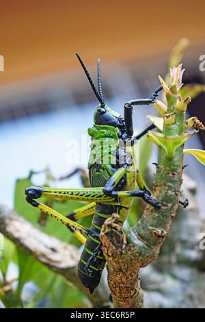 Elegant Grasshopper (Zonocerus elegans), noto anche come Gaudy Grasshopper Foto Stock