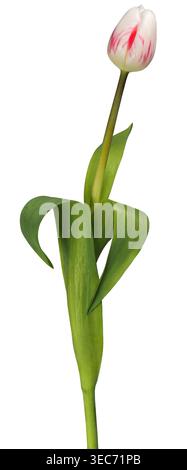 Fiore singolo di tulipani rosso e bianco isolato su sfondo bianco Foto Stock