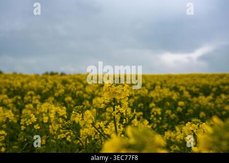 Primo piano di vibranti fiori di colza gialli che fioriscono in un vasto campo sotto un cielo soffocato e coperto. Foto Stock