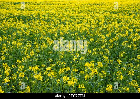 Un campo denso e vibrante di fiori di colza gialli in fiore si estende all'orizzonte, creando un tappeto di colori vividi sotto la luce naturale. Foto Stock