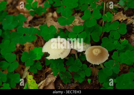 Questa splendida vista dall'alto cattura un'incantevole scena naturale direttamente sul pavimento della foresta dove piccoli funghi di mycena selvaggia crescono circondati da vibr Foto Stock