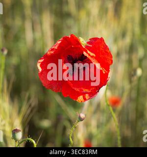 Un unico papavero rosso vivace con una messa a fuoco nitida e un piccolo insetto verde sui petali. Lo sfondo è un bokeh con messa a fuoco morbida di un campo dorato illuminato dal sole. PEAC Foto Stock